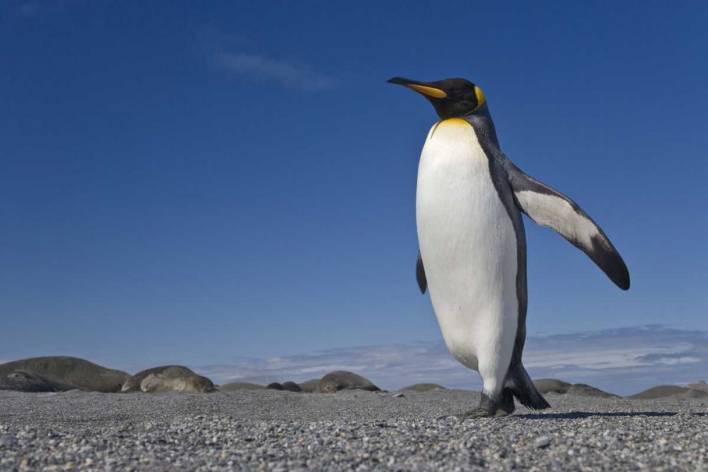 South Georgia Isl, St Andrews Bay King penguin